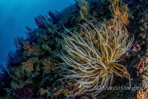 Anemone by Marco Gargiulo 